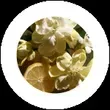 Białe kwiaty i cytrusy aromatu Słonecznik